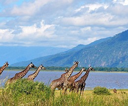 Tanzanie, safari sur les rives de la rivière Grumeti 